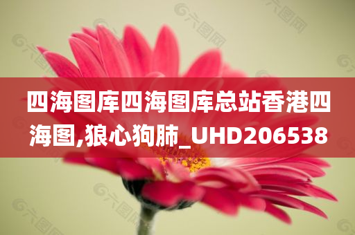 四海图库四海图库总站香港四海图,狼心狗肺_UHD206538